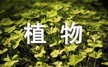 水杉是什么植物有什么形态特征